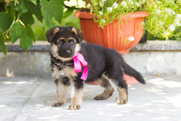German shepherd puppy outdoors
