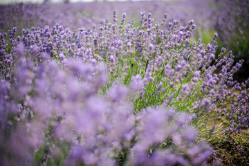 Lavender bushes closeup on sunset. Sunset gleam over purple flowers of lavender. Bushes on the center of picture 
