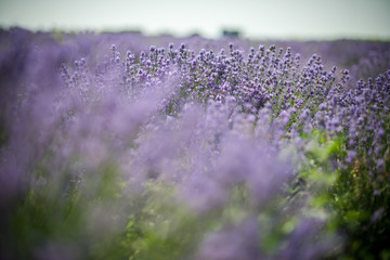 Lavender bushes closeup on sunset. Sunset gleam over purple flowers of lavender. Bushes on the center of picture 