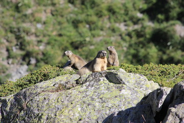 Famille de marmottes sur rocher