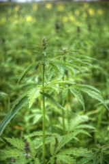Field of industrial hemp in Estonia