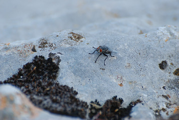 Ragni e insetti di Sardegna