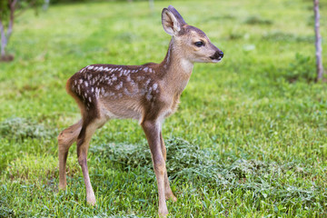 Naklejka na ściany i meble Baby deer, wildlife background 