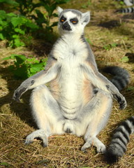 Katta - Lemur