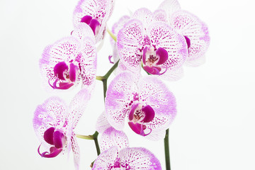 Purple and white Phalaenopsis orchids close up