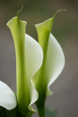 Zantedeschia Flowers in the Sunset