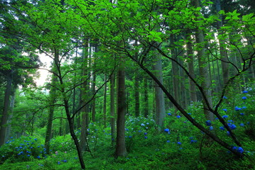 森と紫陽花