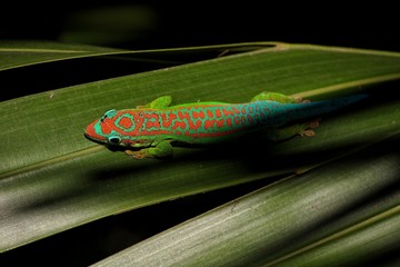 Mauritius day gecko in natural habitat