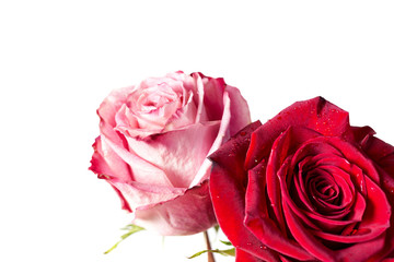 Two fresh roses isolated on white