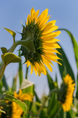 Sunflower Sunflower agains clear blue sky.