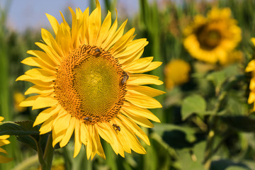 Sunflower