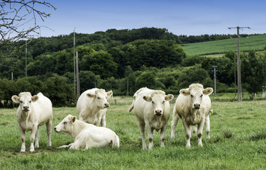 Famille de vaches dans leurs pr&egrave;s 