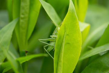 Caelifera on Leaves