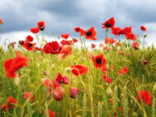 Mohn im Wind