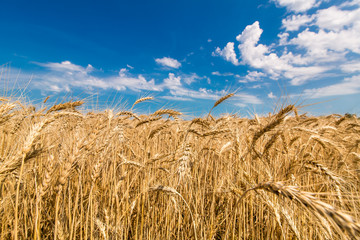 Fototapeta na wymiar field of wheat against the sky.