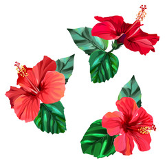 Three beautiful red hibiscus flowers with leaves - obrazy, fototapety, plakaty