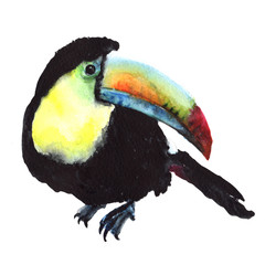 Sky bird toucan in a wildlife by watercolor style isolated. Wild freedom, bird with a flying wings. Aquarelle bird for background, texture, pattern, frame, border or tattoo.