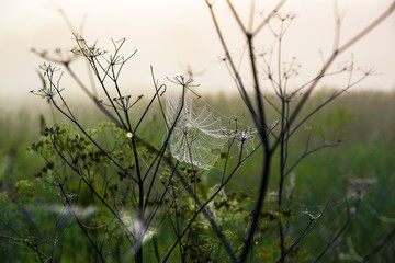 The spider's web in the early morning.