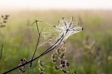 The spider's web in the early morning.