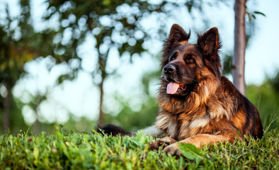 German Shepard dog lay outside under tree