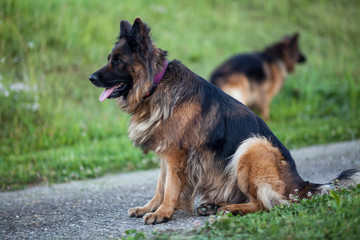 German shepherd dog