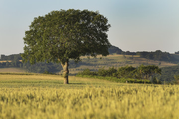 galerie thermal vittel france 