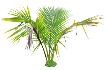 Jeune palmier à bétel sur fond isolé