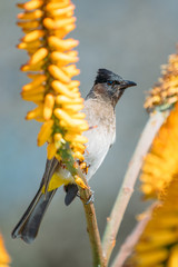 bulbul