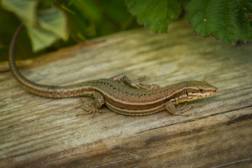 Lezard