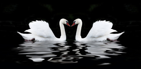 White swan on a black background