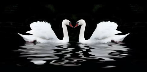 Wall murals Swan White swan on a black background