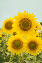 Fototapeta premium Sunflower field