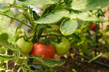 fresh organic green unripe tomato and red ripe tomato on the same  plant - Solanum lycopersicum