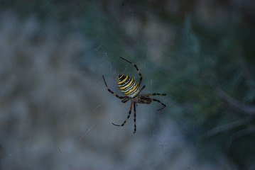 Ragni ed Insetti di Sardegna