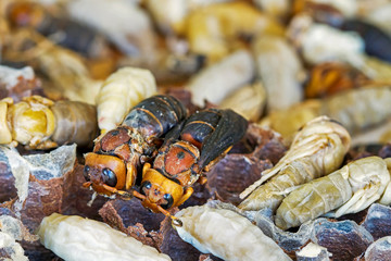 Close up of many Bee larvae in bamboo basket 