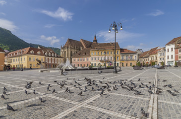 Group of pigeons enjoying a moment of tranquility in Piata Sfatului, Council Square, in the historic center of Brasov, Romania, on a sunny day