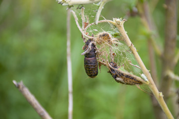 The insect a doll of a butterfly on a branch
