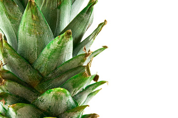 Fruit pineapple isolated on white background. Close-up view.