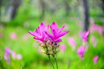 Obraz premium Siam Tulip