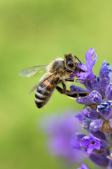 Bee in Lavender