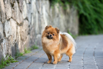 adorable pomeranian spitz dog standing outdoors