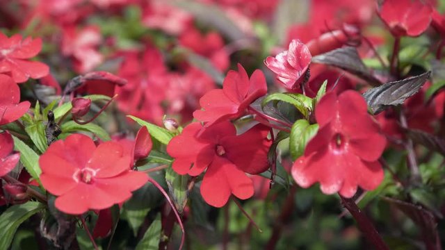 Red flowers in the flower bed.