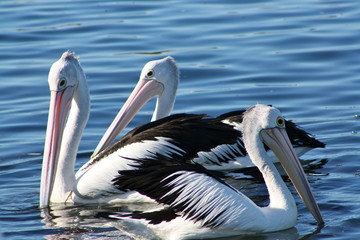 P&eacute;licans Australie