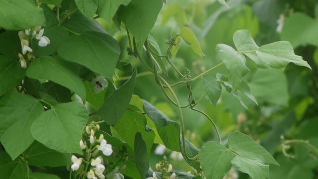 野菜畑　白花豆