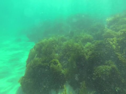 Scuba diving