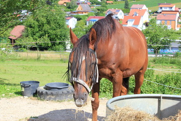 Rappe: Braunes Pferd auf einer Koppel (Weide)
