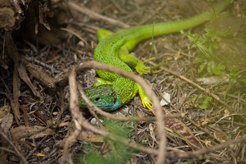 Lacerta Viridis