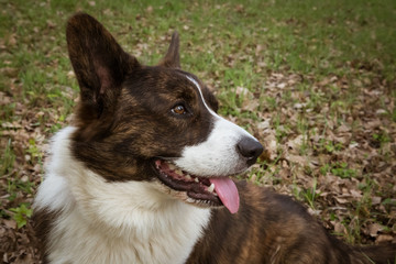 Cardigan Corgi on the grass