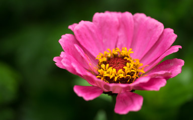 Beautiful red flower in the garden