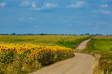 Highway and field of blooming sunflowers against the blue cloudy sky